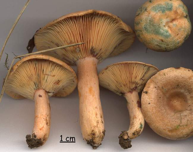 Lactarius semisanguifluus